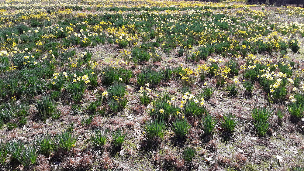 image 584 Lineup 2026