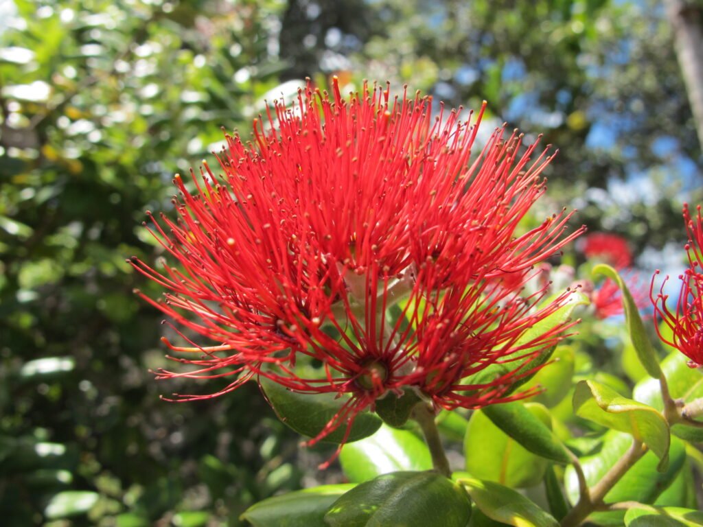 image 585 Lineup 2026