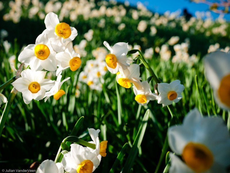 image 481 Lineup 2026