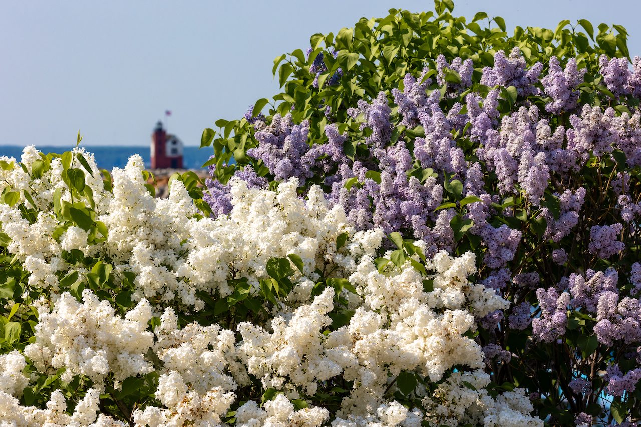 Blooming bliss mackinac island lilac festival 2025 is back 