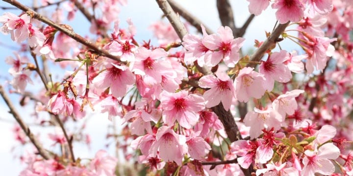 image 1009 Lineup 2026