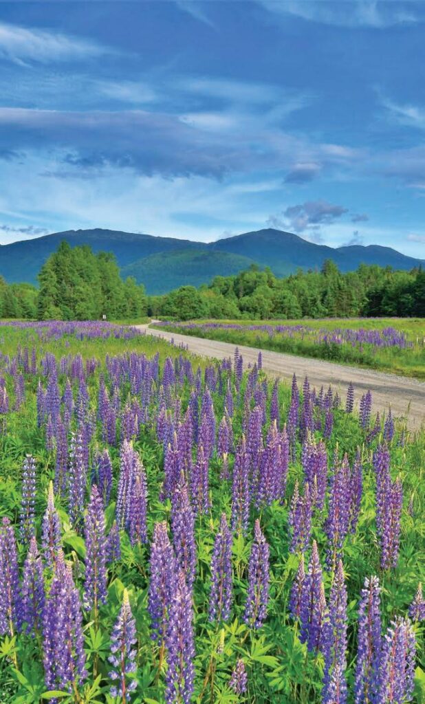 image 149 Lineup 2026