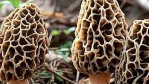 image 171 Lineup 2026