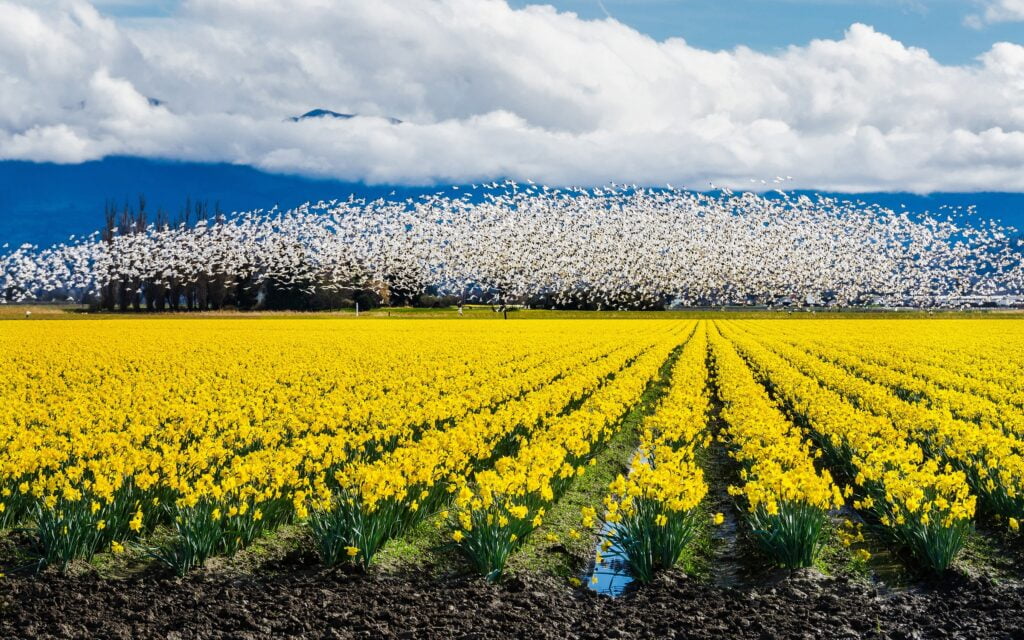 image 249 Lineup 2026