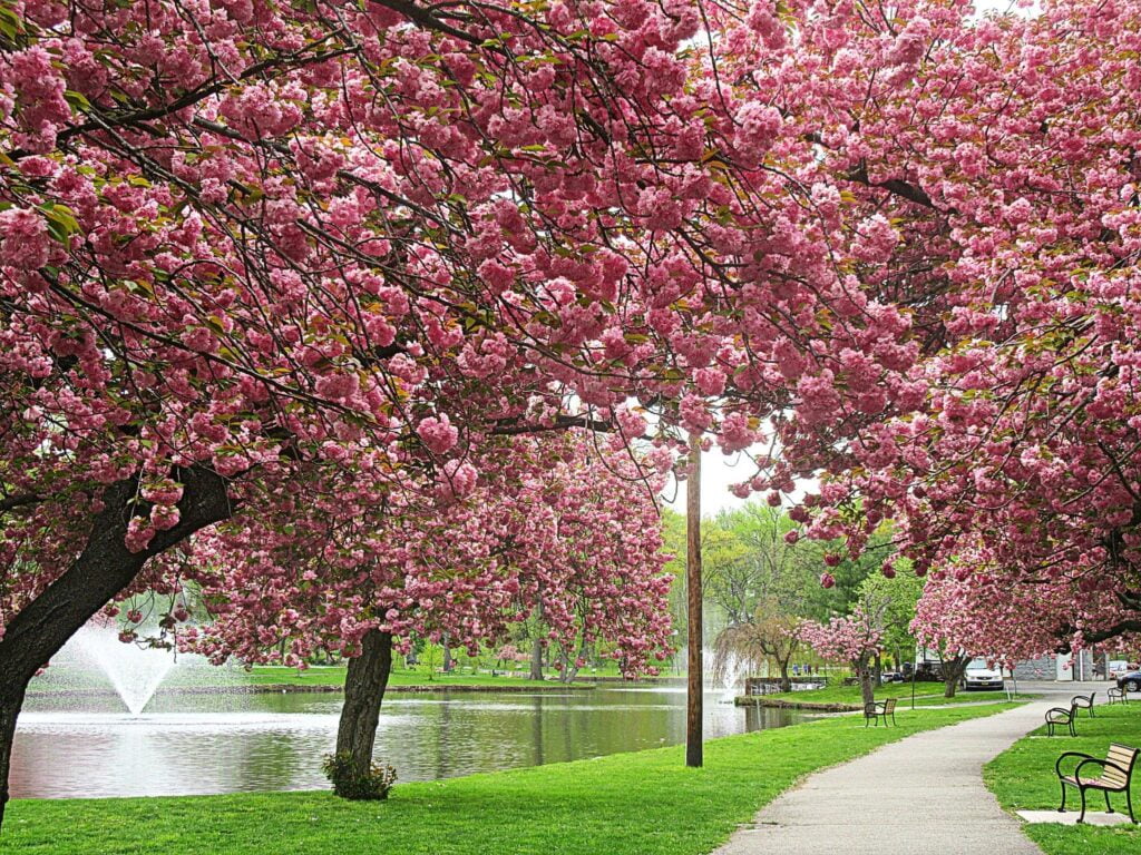 image 412 Lineup 2026