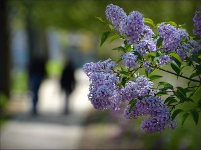 image 753 Lineup 2026