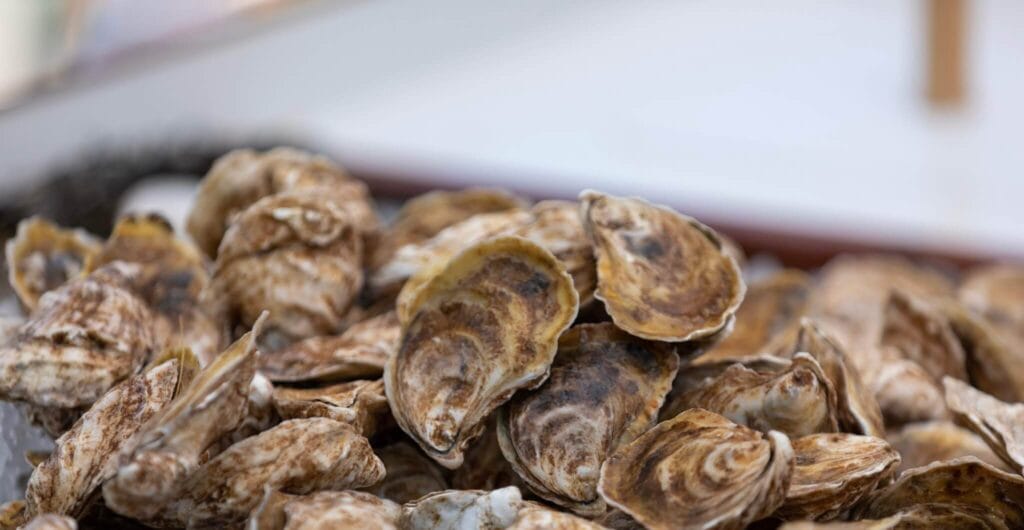 image 999 Lineup 2026