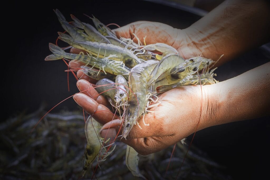 image 22 Lineup 2026