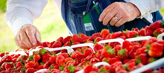 image 48 Lineup 2026