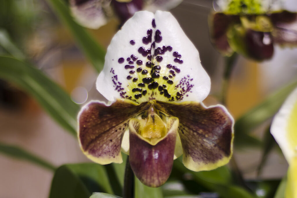 image 55 Lineup 2026